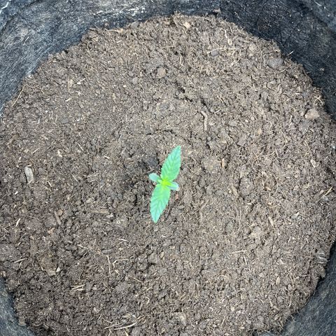 Swift Cheese growlog timeline photo
