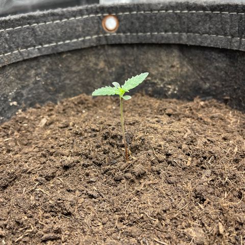 Swift Cheese growlog timeline photo