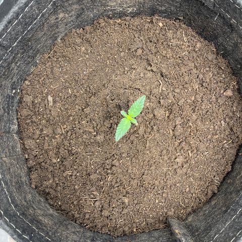Swift Cheese growlog timeline photo