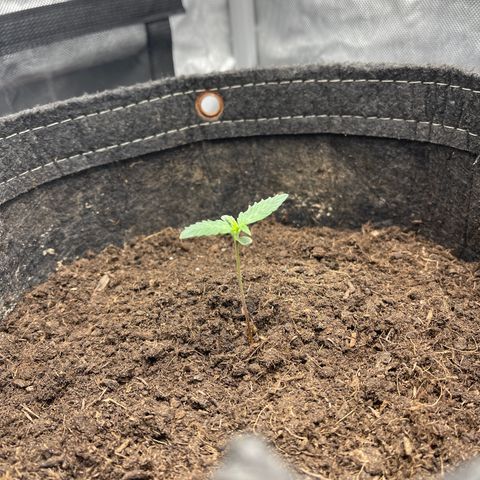 Swift Cheese growlog timeline photo