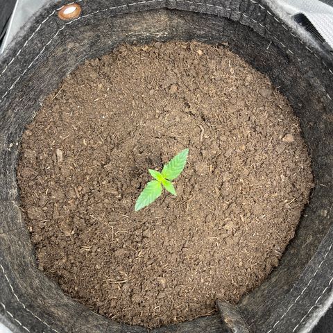Swift Cheese growlog timeline photo