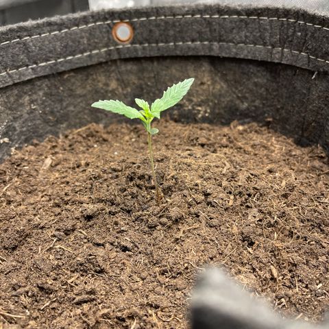 Swift Cheese growlog timeline photo