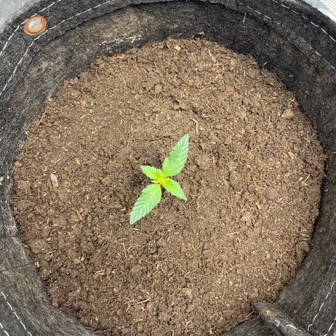 Swift Cheese growlog timeline photo