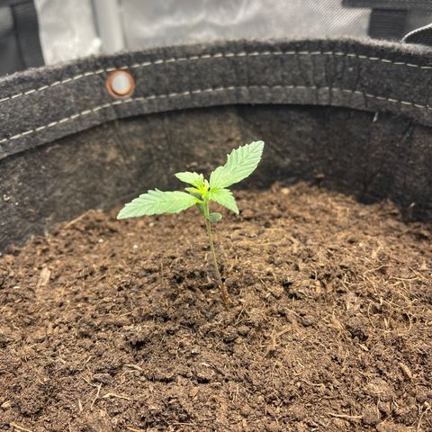 Swift Cheese growlog timeline photo