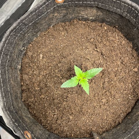 Swift Cheese growlog timeline photo