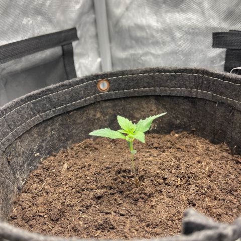 Swift Cheese growlog timeline photo