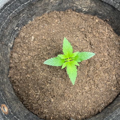 Swift Cheese growlog timeline photo