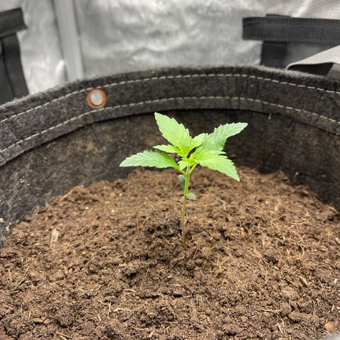 Swift Cheese growlog timeline photo