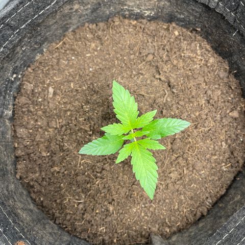 Swift Cheese growlog timeline photo
