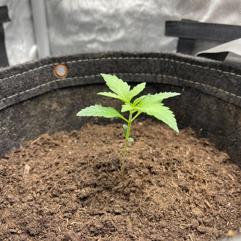 Swift Cheese growlog timeline photo