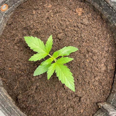 Swift Cheese growlog timeline photo
