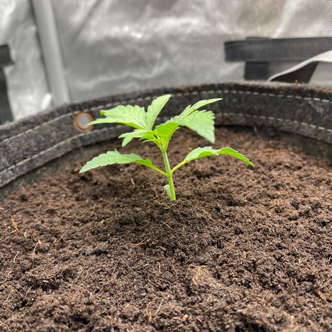Swift Cheese growlog timeline photo