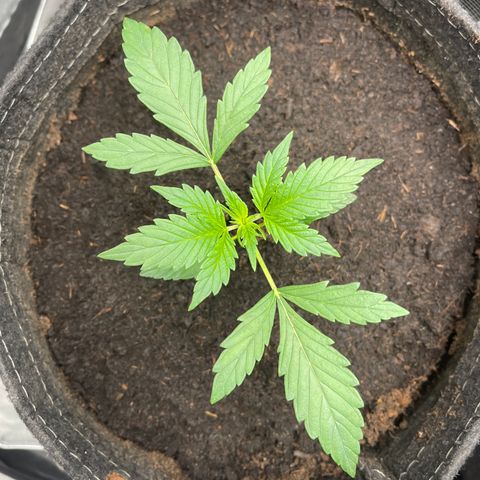 Swift Cheese growlog timeline photo