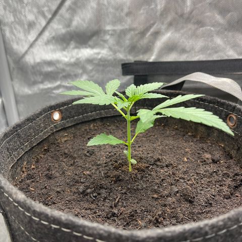 Swift Cheese growlog timeline photo