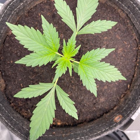 Swift Cheese growlog timeline photo