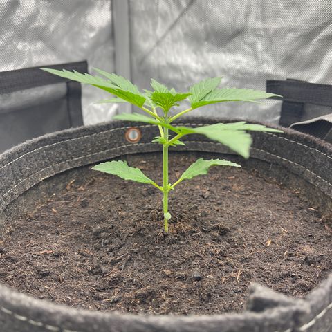 Swift Cheese growlog timeline photo