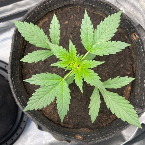 Swift Cheese growlog timeline photo