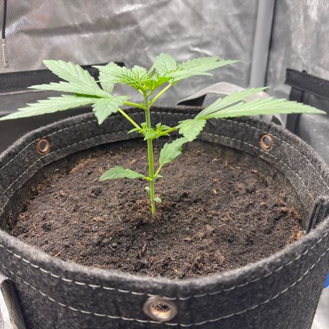 Swift Cheese growlog timeline photo