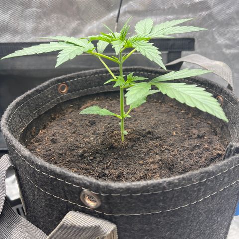 Swift Cheese growlog timeline photo