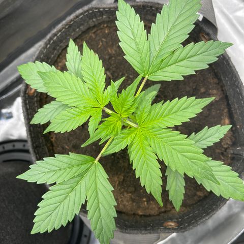 Swift Cheese growlog timeline photo
