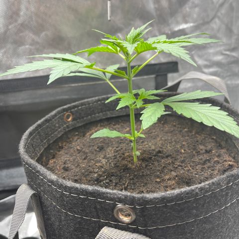 Swift Cheese growlog timeline photo