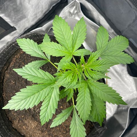 Swift Cheese growlog timeline photo