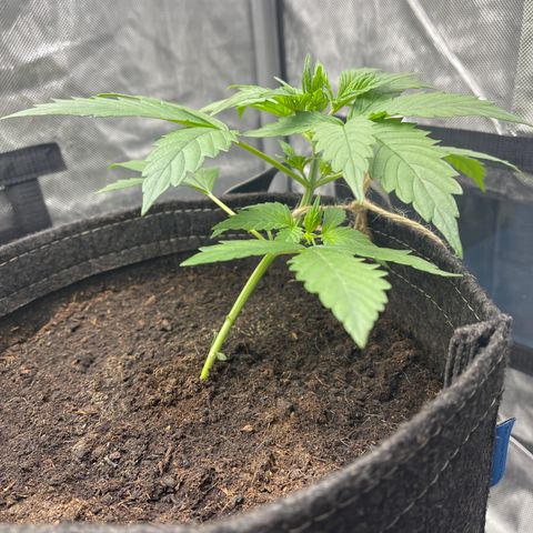 Swift Cheese growlog timeline photo