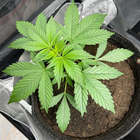 Swift Cheese growlog timeline photo