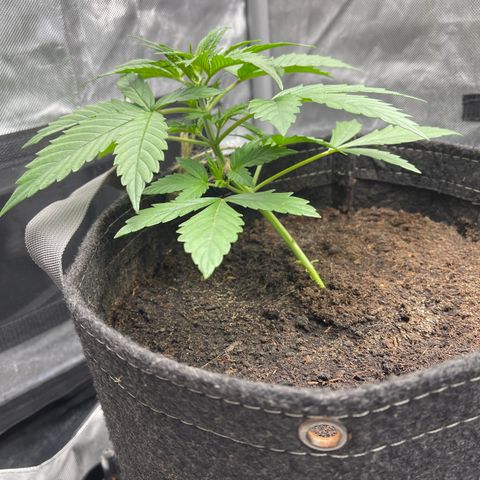 Swift Cheese growlog timeline photo