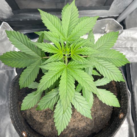 Swift Cheese growlog timeline photo
