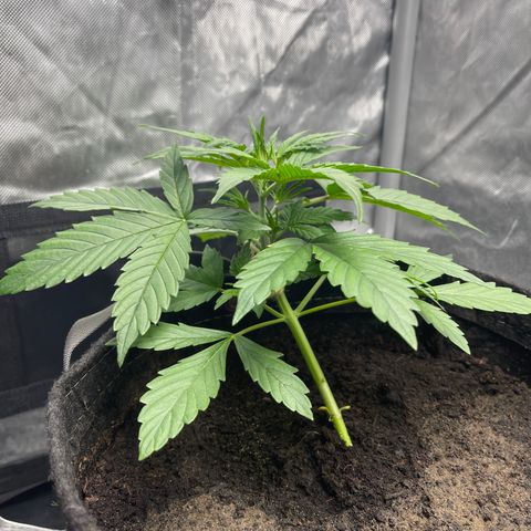 Swift Cheese growlog timeline photo