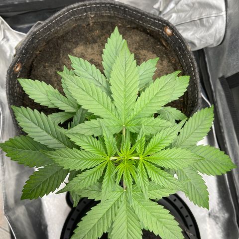 Swift Cheese growlog timeline photo