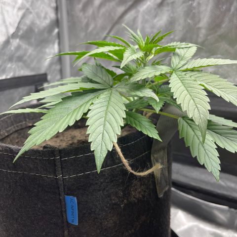 Swift Cheese growlog timeline photo