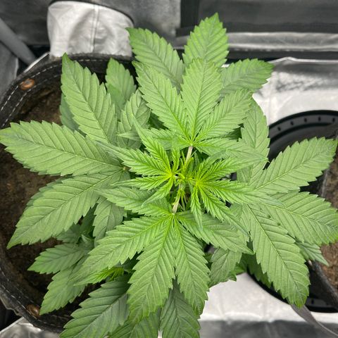 Swift Cheese growlog timeline photo