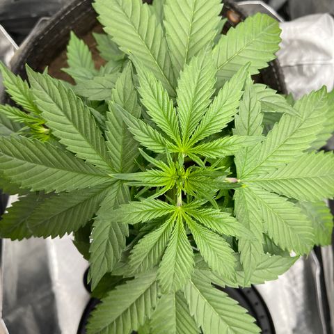 Swift Cheese growlog timeline photo