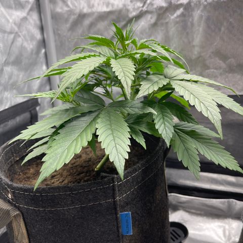 Swift Cheese growlog timeline photo