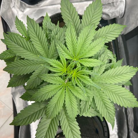 Swift Cheese growlog timeline photo