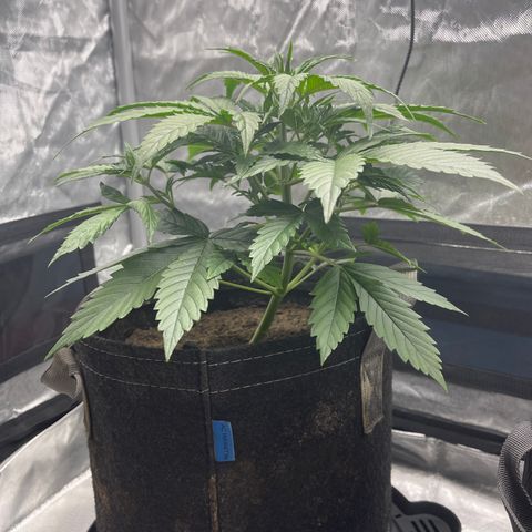 Swift Cheese growlog timeline photo