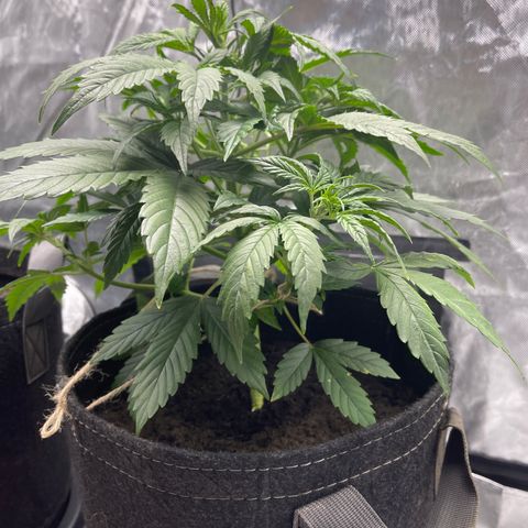 Swift Cheese growlog timeline photo