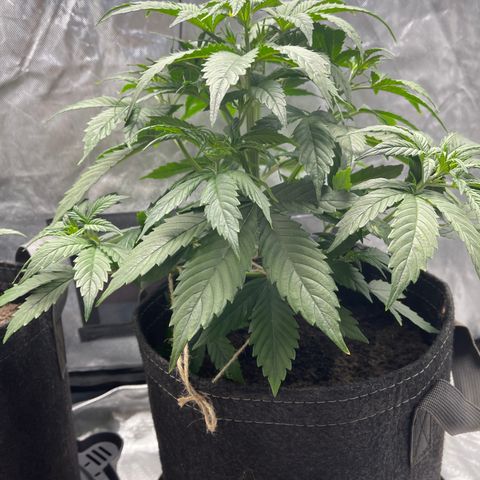 Swift Cheese growlog timeline photo