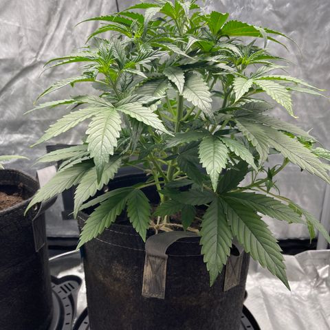Swift Cheese growlog timeline photo