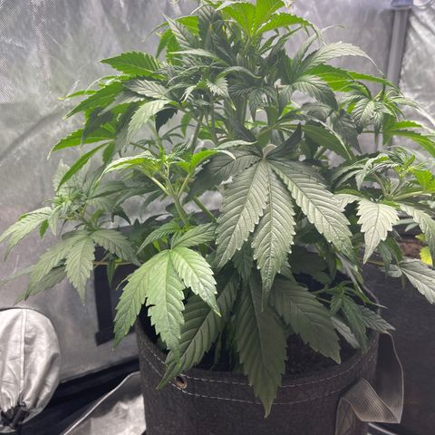 Swift Cheese growlog timeline photo