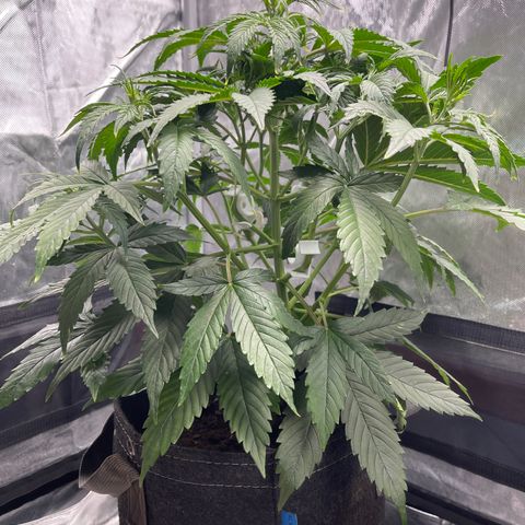 Swift Cheese growlog timeline photo