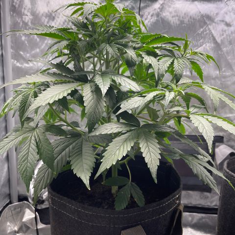 Swift Cheese growlog timeline photo