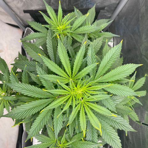 Swift Cheese growlog timeline photo