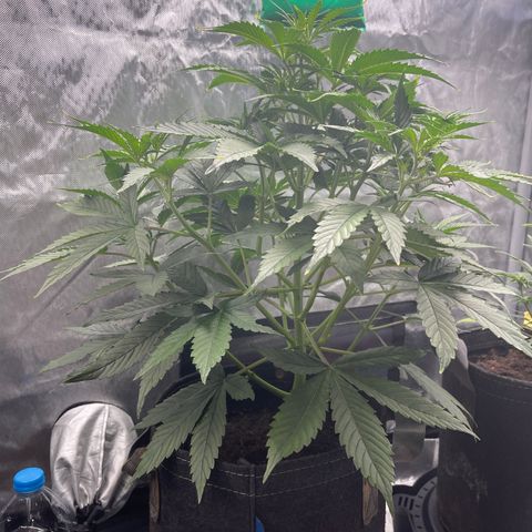Swift Cheese growlog timeline photo