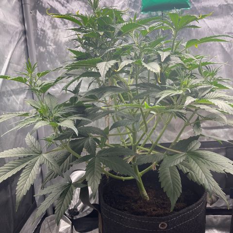 Swift Cheese growlog timeline photo