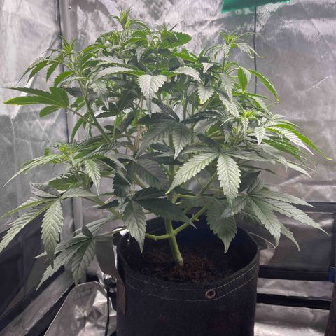 Swift Cheese growlog timeline photo