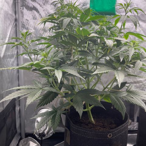 Swift Cheese growlog timeline photo