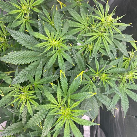 Swift Cheese growlog timeline photo